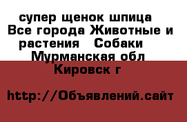 супер щенок шпица - Все города Животные и растения » Собаки   . Мурманская обл.,Кировск г.